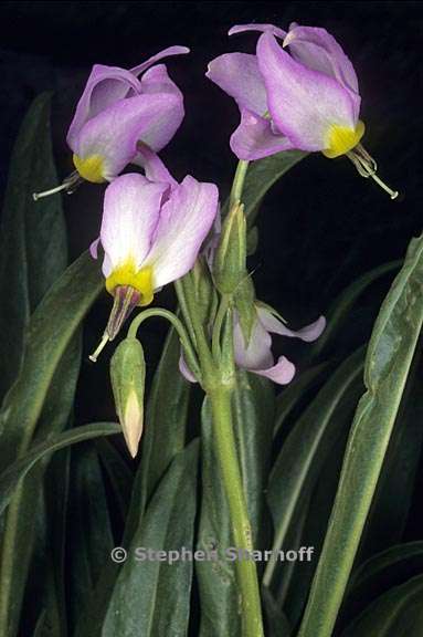 primula fragrans 5 graphic